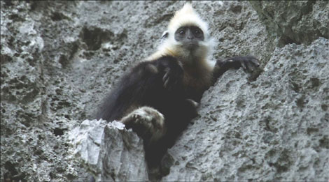 For the love of langurs