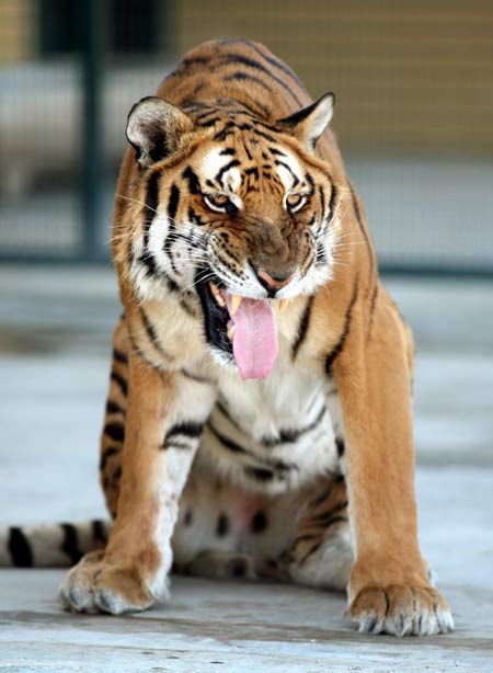 'Rewilded' rare tiger kills 'domesticated' relative