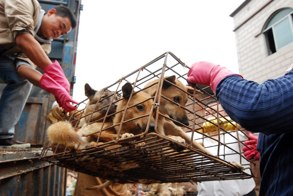 Activists pay to rescue 800 dogs
