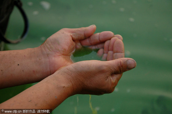 Blue-green algae threatens Chaohu Lake