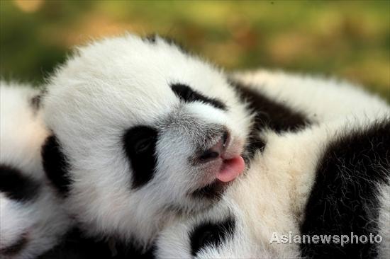 Panda cubs sunbathe in SW China