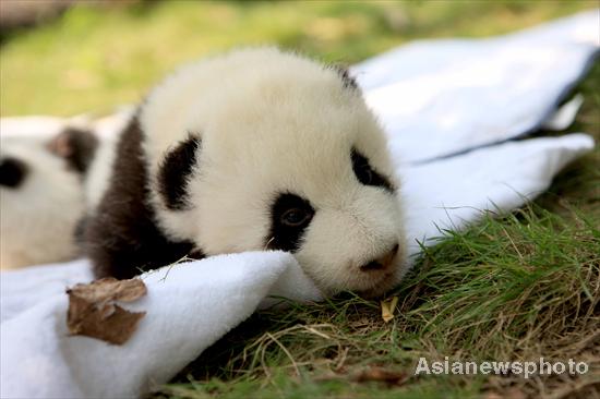 Panda cubs sunbathe in SW China