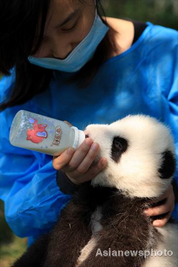 Panda cubs sunbathe in SW China