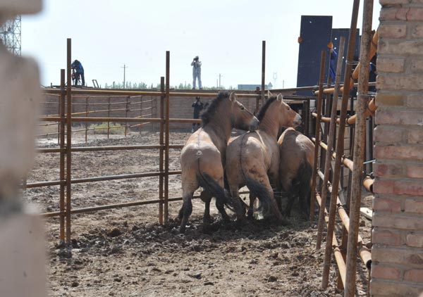 China sends endangered horses to Mongolia