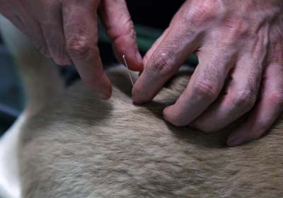 Animals benefit from pin-point accuracy