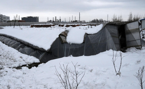 Worst snow in 50 years damages 400 greenhouses