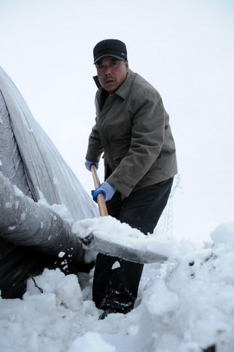 Worst snow in 50 years damages 400 greenhouses