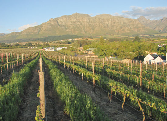 Importers toast the future of South African wines