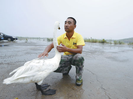 Royal care for swans