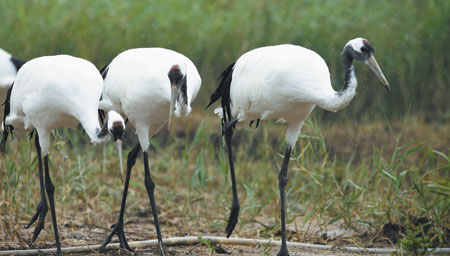 Royal care for swans
