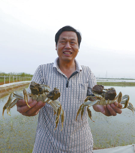Finding the green side of crabs