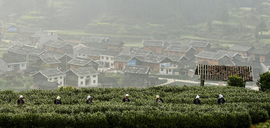Young laborers shun tea harvesting