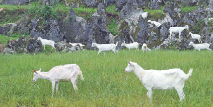 City dwellers live a modern rural dream in Guizhou