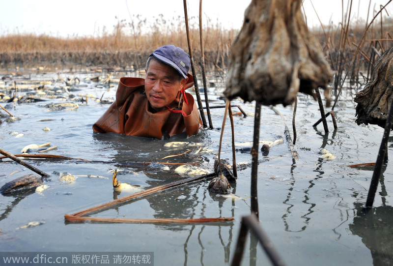 Qingdao grows lotus roots in fishpond