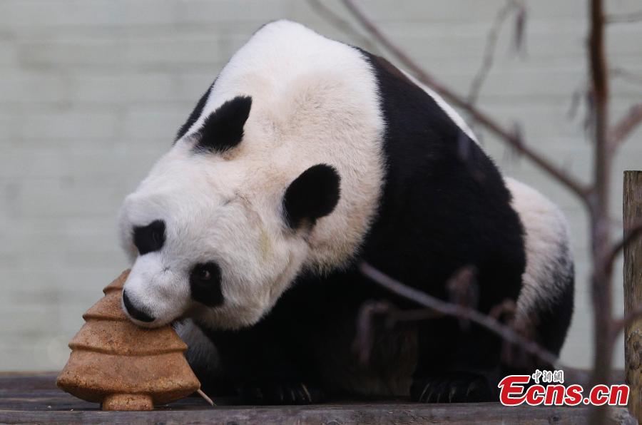 Giant panda receives Christmas treat at Edinburgh Zoo