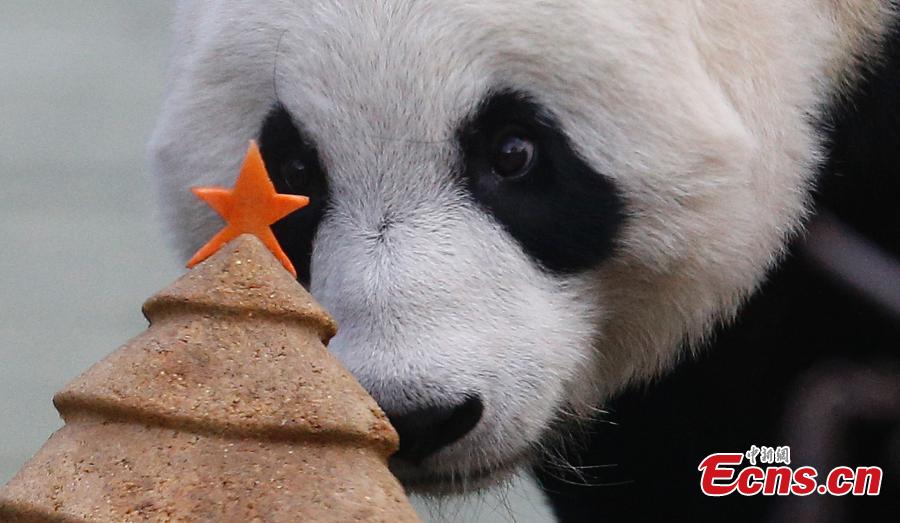Giant panda receives Christmas treat at Edinburgh Zoo