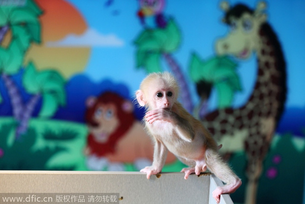 Gymnastic baby monkey wows tourists