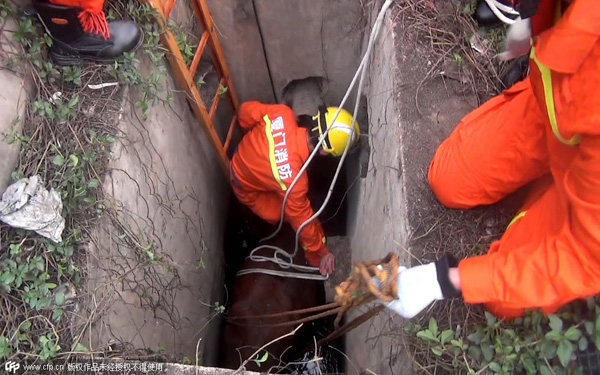 Pregnant cow winched from well by crane