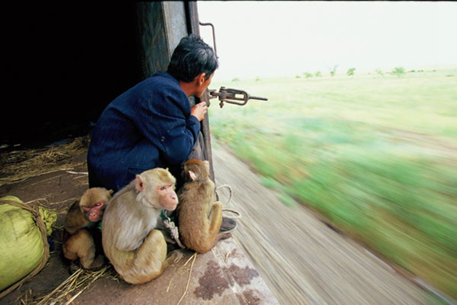 Joy and sorrow of monkey trainers