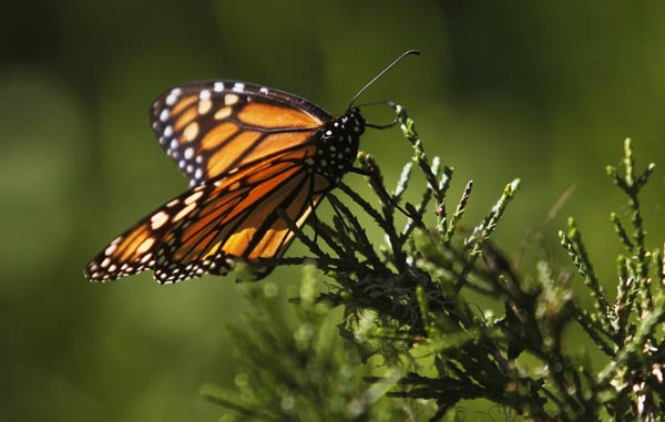 US government, conservationists launch drive to save monarch butterfly