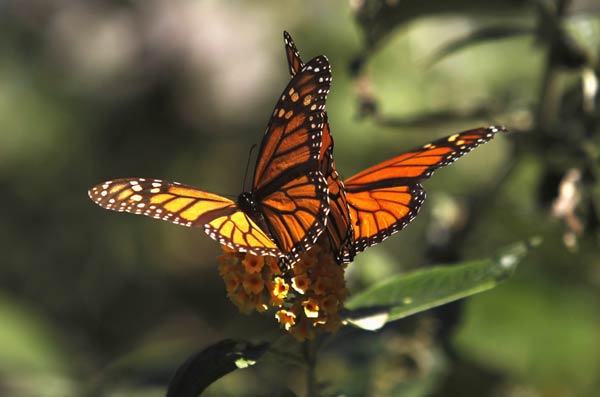US government, conservationists launch drive to save monarch butterfly