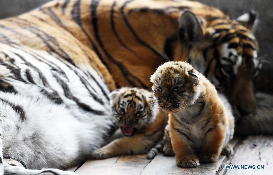 Siberian tiger cubs in NE China