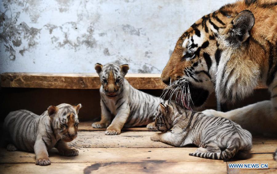 Siberian tiger cubs in NE China