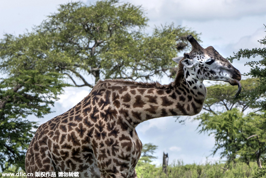 Giraffe survives for five years with zig-zag neck