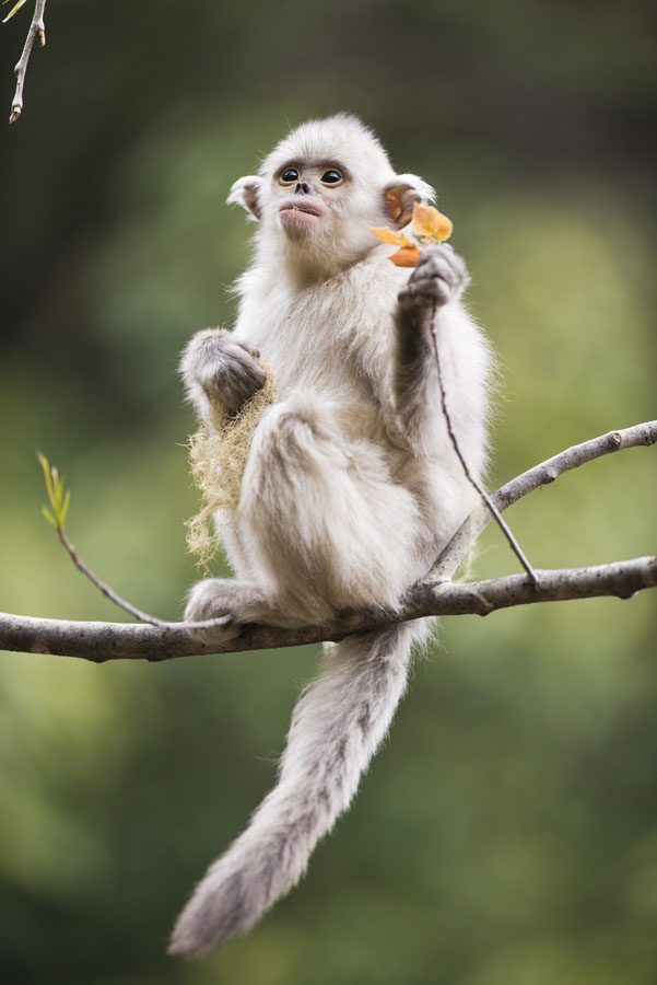 An ecological photographer's works on golden snub-nosed monkeys