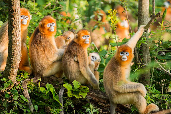 An ecological photographer's works on golden snub-nosed monkeys