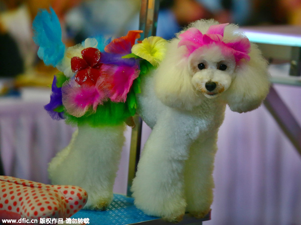 Cats and dogs of China come together at Aqua Fair Asia 2015