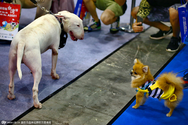 Cats and dogs of China come together at Aqua Fair Asia 2015