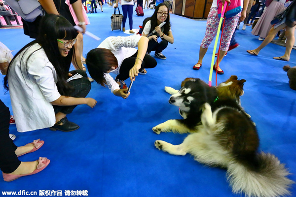 Cats and dogs of China come together at Aqua Fair Asia 2015