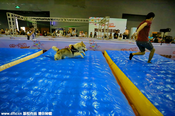 Cats and dogs of China come together at Aqua Fair Asia 2015