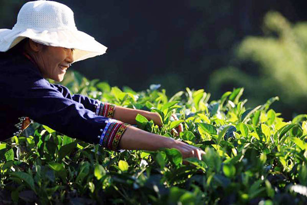 Tea and coffee industries thrive in Southwest China's Pu'er
