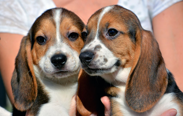 7 half-pound mutts become first test-tube puppies in world