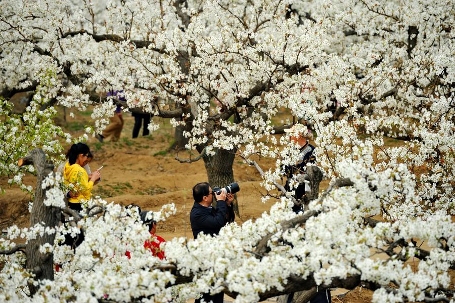 Sea of pear flowers attracts tourists in Hebei