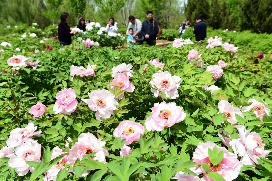 Flowers blossom in Jinan