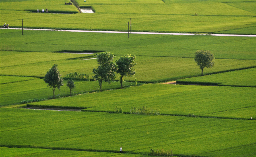 Picturesque rice fields in E China’s Jiangxi