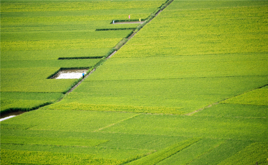 Picturesque rice fields in E China’s Jiangxi