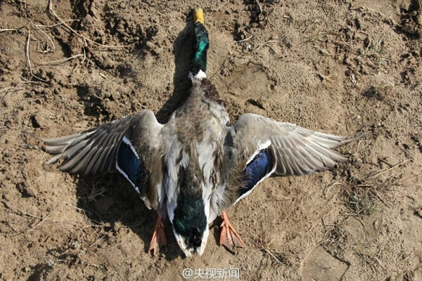 Poaching blamed for 200 swans' death in Inner Mongolia