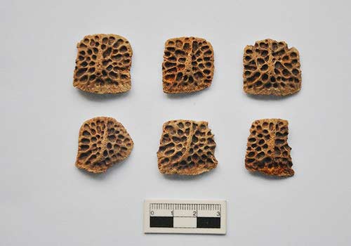 Ancient crocodile bones discovered in Xi'an