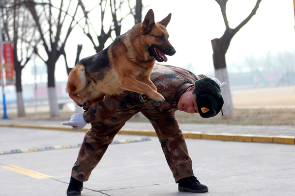 Canine combatants set to be let off the leash