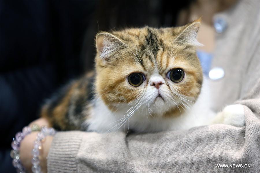 4th Championship Cat Show kicks off in Hong Kong