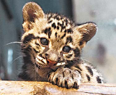 Reclusive leopards born in Paris zoo are thriving