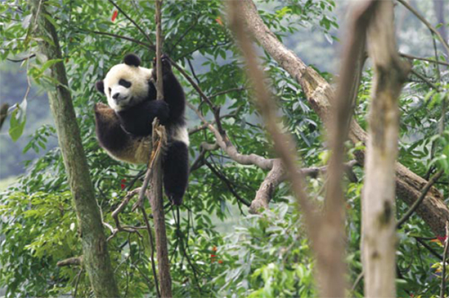 Wild training for captive pandas