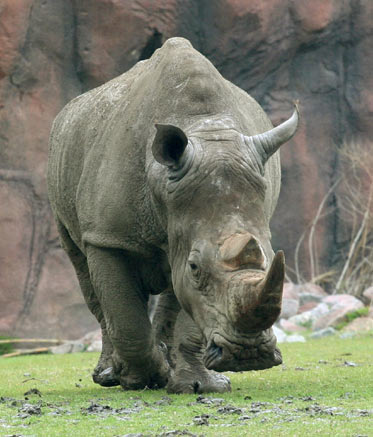 S. Africa's horn of plenty under threat of poaching