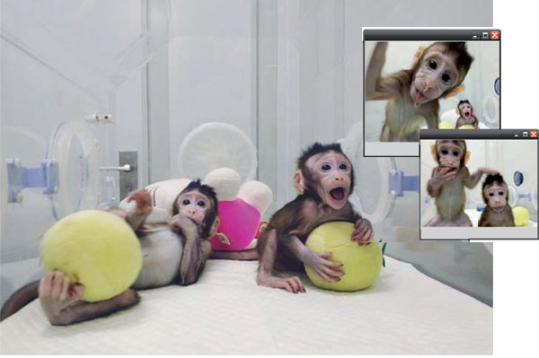 China says it has cloned a monkey using non-reproductive cells, a 1st
