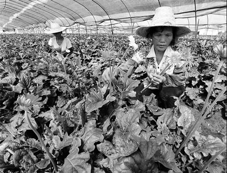 Taiwan farmers eye bigger market share on mainland