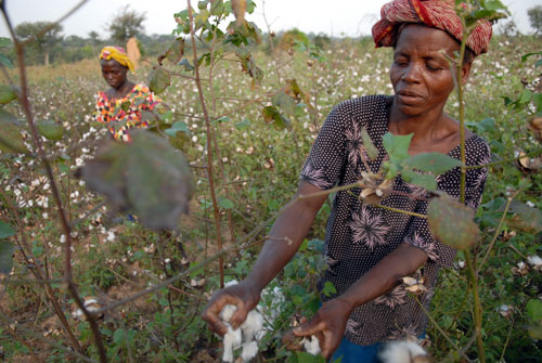 China looks to Africa for an alternative source of cotton